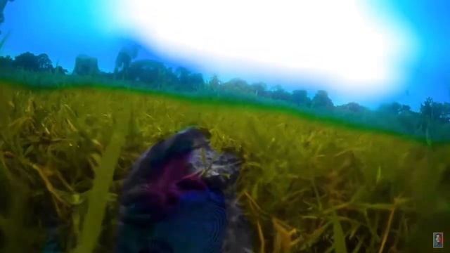 Shroom Hunting смотреть онлайн