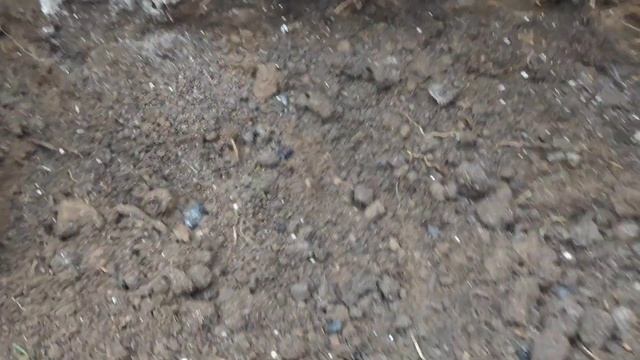 Посадка розы осенью. Перевалка розы из горшка в грунт. смотреть онлайн