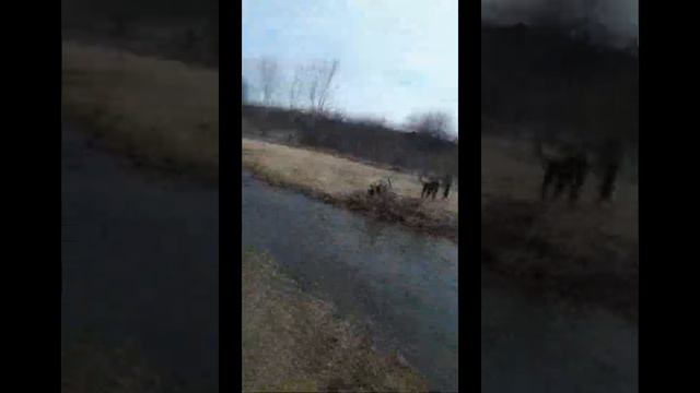 Как мы козу купили. смотреть онлайн