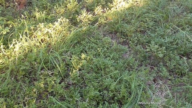 Когда собирать побеги черники. Лечение диабета, проблем со зрением, повышение иммунитета- черника! смотреть онлайн