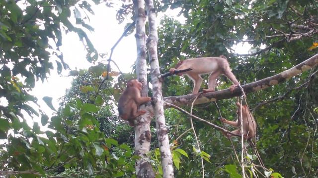 свинохвостые макаки смотреть онлайн