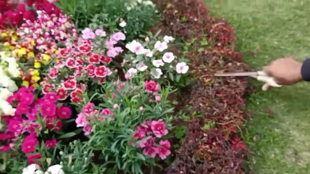 Little Gardener Master Yousuf with his Gardening knowledge