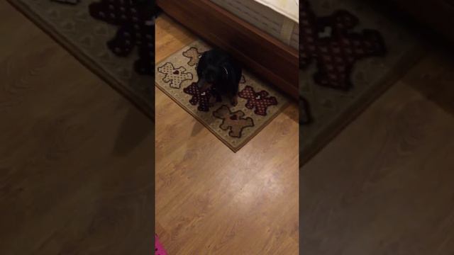 Лабрадор Дана одна дома 🐾🐾🐾 смотреть онлайн