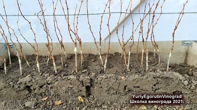 ? Школка винограда от Егорутина! Как на 1 кв. метре вырастить 40 саженцев винограда. 100% выход. смотреть онлайн