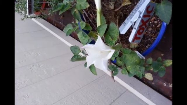 Datura blossom opening смотреть онлайн