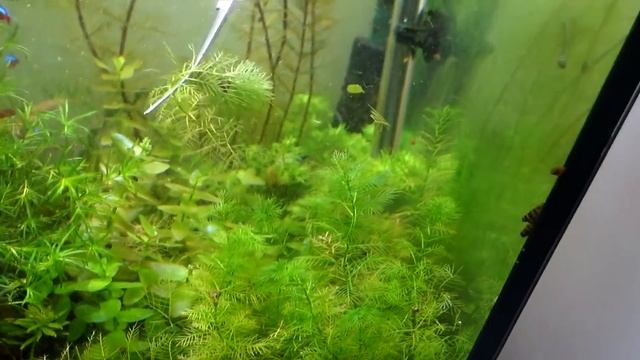 Растения с аквариума мажора на болото смотреть онлайн