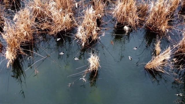 Фельдмаршальский с высоты птичьего полёта. Пруды и канал с квадрокоптера. Фельдмаршал смотреть онлайн