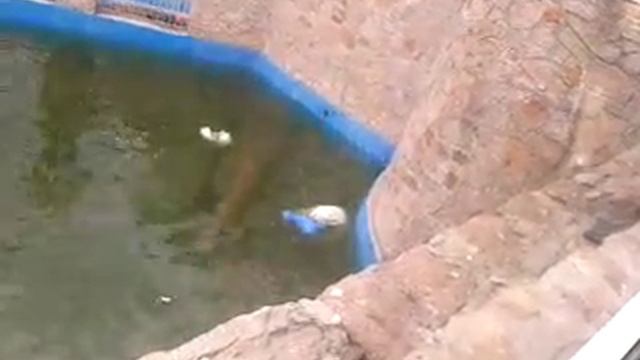 белый медведь плавает) смотреть онлайн
