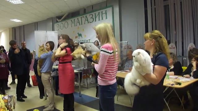 Выставка кошек г. Псков 11.11.2017г.