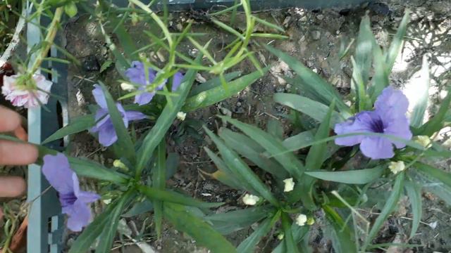 Maxican petunia|| Summer best flowering plant||Finaly Flowering Start ho gyi mary petuina par|| смотреть онлайн