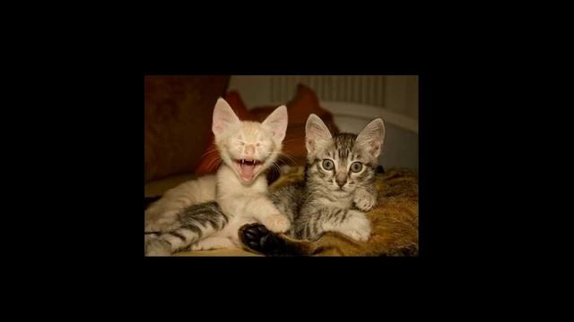 Топ 20 смешных фото смотреть онлайн