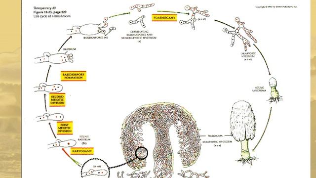 Basidiomycota I Plant Diversity I Presentation I @SlideShare_PPT смотреть онлайн