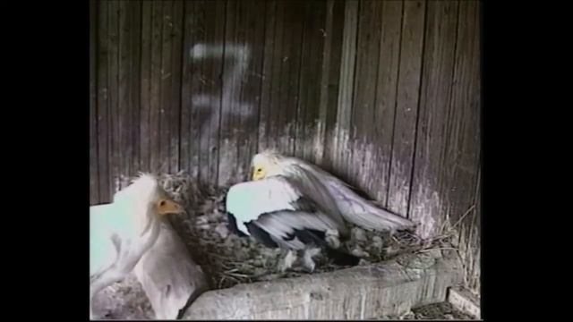 Lay an egg - Egyptian vulture (Neophron percnopterus) смотреть онлайн