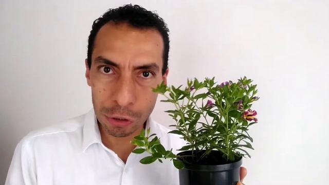 PLANTA CALIBRACHOA. Características y cuidados 🌺🌺 смотреть онлайн