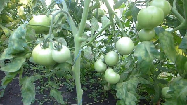 Подкормка томатов перед созреванием. Бурая пятнистость. смотреть онлайн