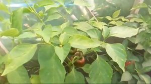 ШОК!!! ПЕРЕЦ-ГИГАНТ| Собираем первый урожай