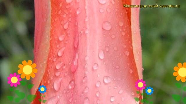 Тюльпан триумф Перестройка. Краткий обзор, описание характеристик, где купить луковицы Perestroyka смотреть онлайн