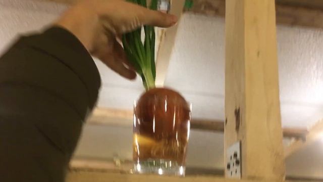 Рост щавеля. Как замедлить рост зеленого лука. смотреть онлайн