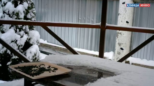 Забавный случай с синичками! смотреть онлайн