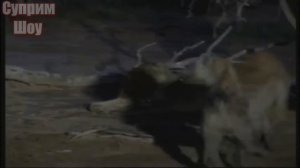 Гиены нападают и убивают Льва