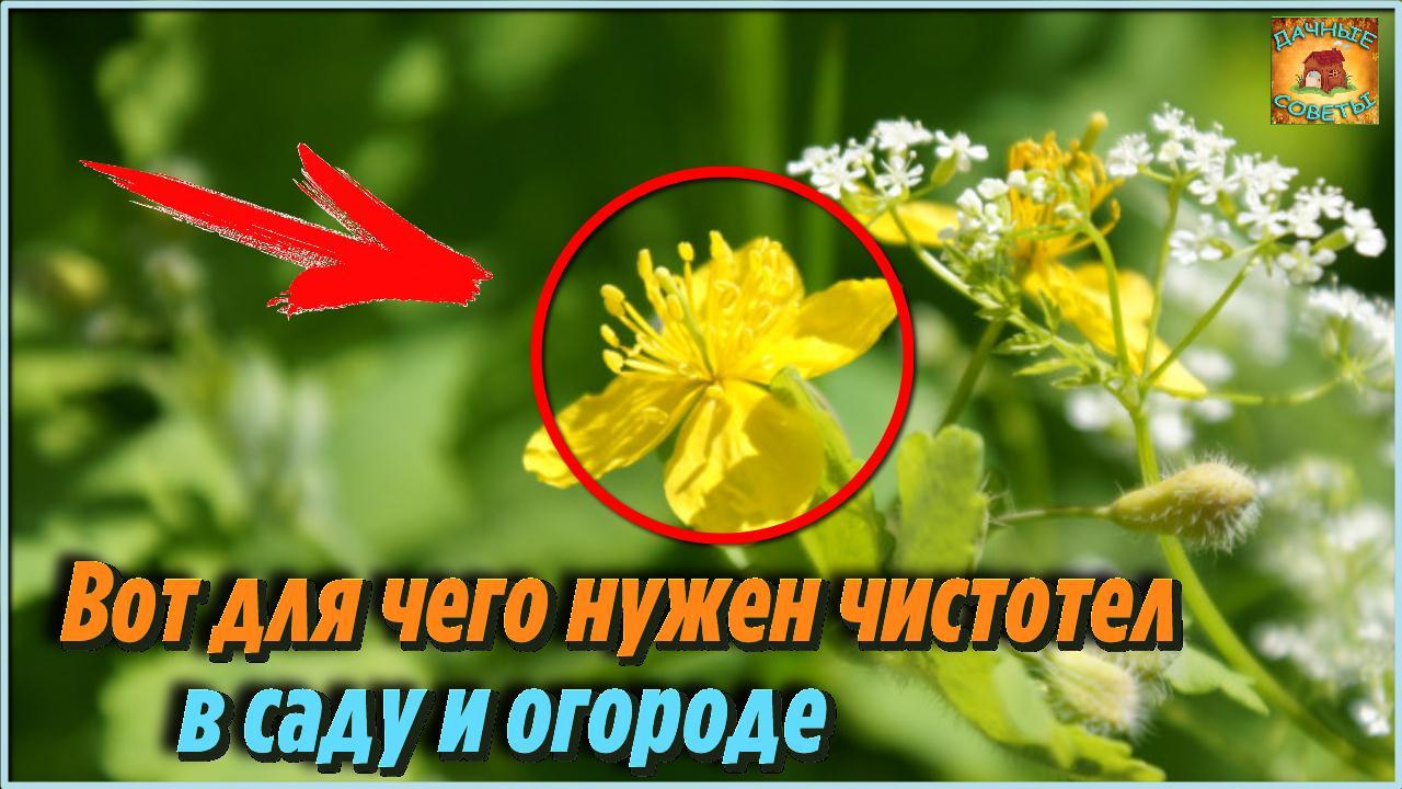 Настоящая находка Так вот зачем чистотел нужно было высаживать в огороде Дачные хитрости смотреть онлайн