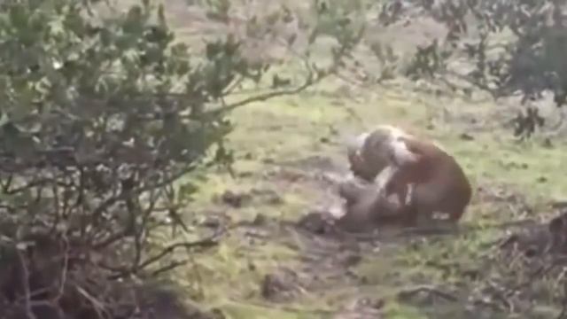 Dog Vs Snake Anti Poaching Dog Attacked By Python Hunting And Unexpected Outcomes смотреть онлайн