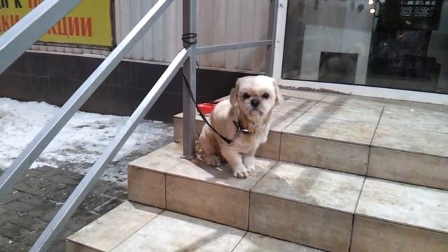 БРОСИЛИ ЭЛИТНОГО ПЕСИКА ЗАМЕРЗАТЬ фт смотреть онлайн