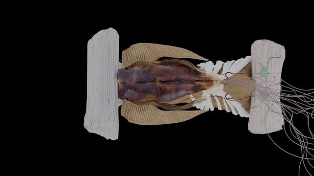 3D Mussel (Mytilus Edulis) Anatomy смотреть онлайн