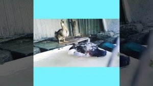 Утки на карантине! Утки в домашних условиях! Утки 2 месяца! Утки в домашнем хозяйстве! Жизнь утят!