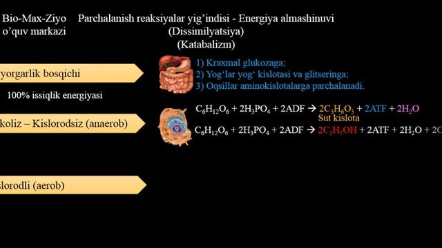 #Biologiya Mavzu:Energiya Almashinuvi