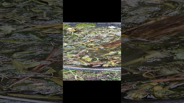 Удобряю только так! Без химии! Жидкий компост! смотреть онлайн