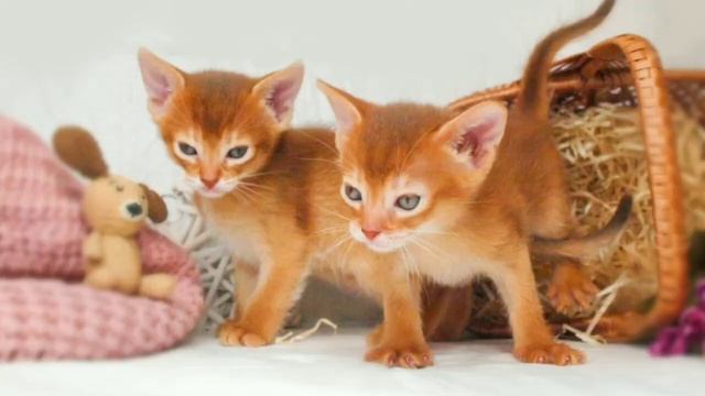 Абиссинские котята соррель смотреть онлайн