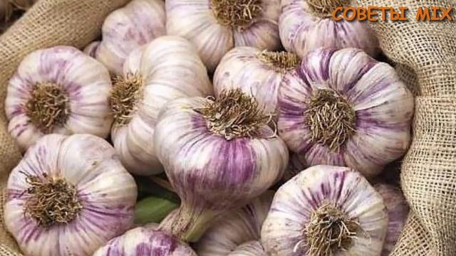 Когда и как убирать чеснок? Способы хранения чеснока на зиму в домашних условиях смотреть онлайн