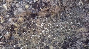 Тигридия - посадка в открытый грунт.