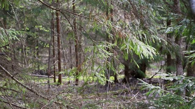 Звуки весеннего леса - шум ветра и пение птиц смотреть онлайн
