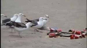 Seagulls on Laxatives Чайки под слабительным (Prank)