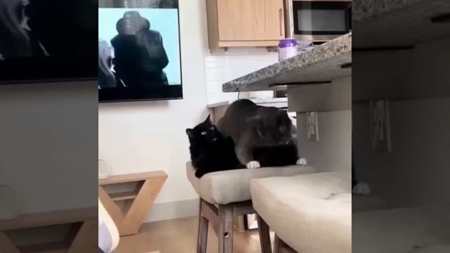 Котики смотреть онлайн