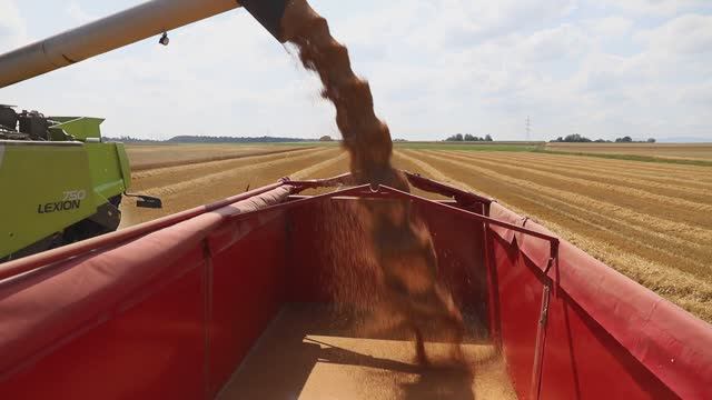 Выгрузка зерна из Комбайна