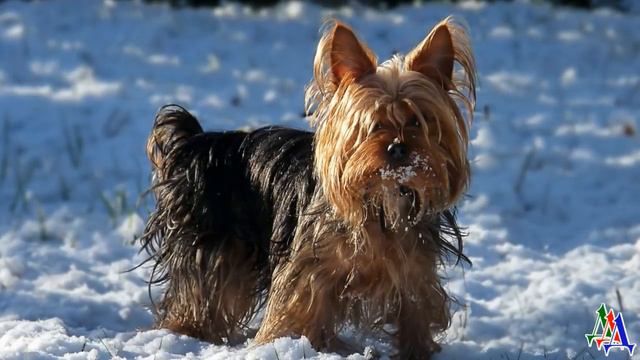 Плюшевая СОБАКА 8. За праздничный стол посадила плюшевую собаку и поговорила с кошкой - невидимкой смотреть онлайн