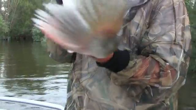 Рыбалка на Ахтубе в мошку, зачётный судак, июнь 2013 смотреть онлайн