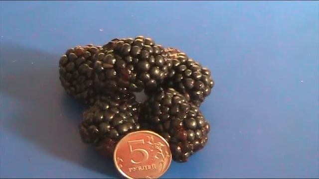 Ежевика сорта Трипл Краун // Секреты хороших урожаев. смотреть онлайн