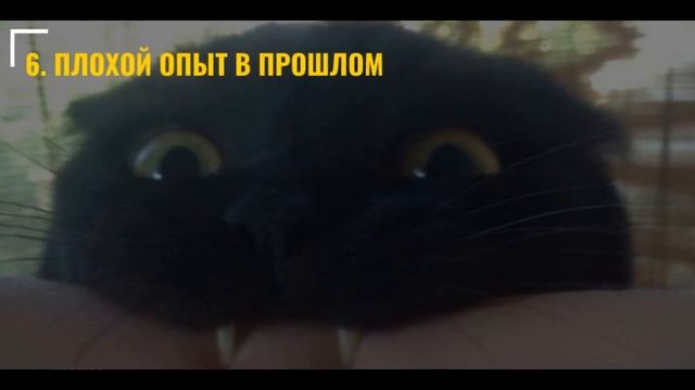 Почему котики делают "кусь" (кусаются) и как с этим бороться? смотреть онлайн