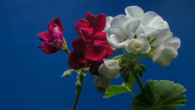 Garden Geranium Timelapse | Growing Flower Timelapse | Nature Timelapse | Short Video (No Sound) смотреть онлайн
