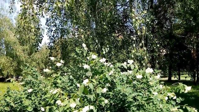 Футаж. Куст жасмина смотреть онлайн