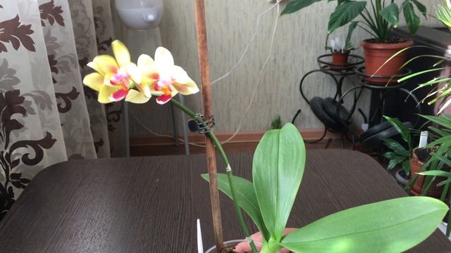 Sogo Gotris смотреть онлайн