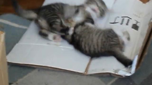 Мафия: игры котят второго помета смотреть онлайн