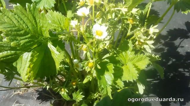 Показываю цветение клубники Соната. смотреть онлайн