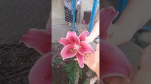 Лилия-дерево Пурпл Принц из магазина Беккер