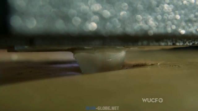 The Predatory Behavior of the Great White Shark (720p) смотреть онлайн