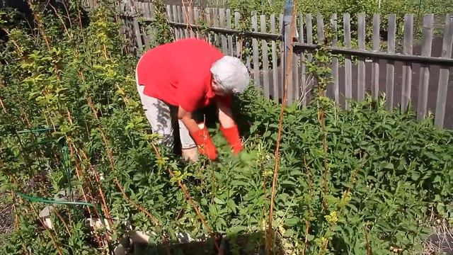 138 Капуста и крапива смотреть онлайн